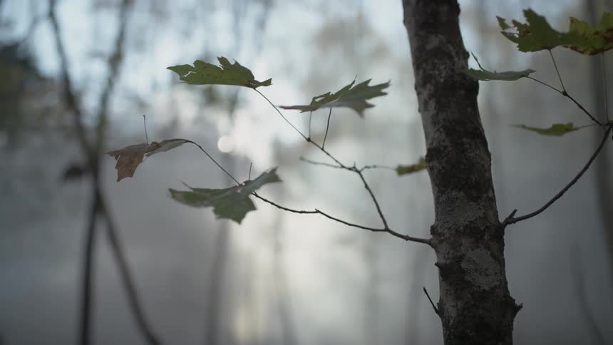 Leaves on a tree flutter in the wind in a forest