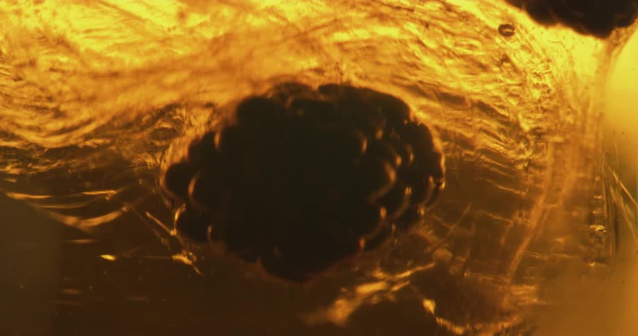 Dark silhouette of raspberries floating up a thick amber honey like liquid