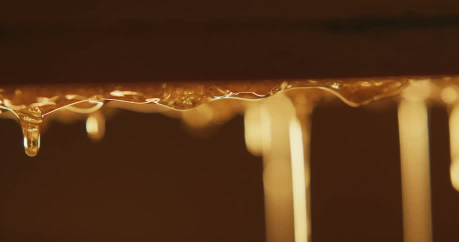 Fresh honey dripping from the bottom of a honeycomb