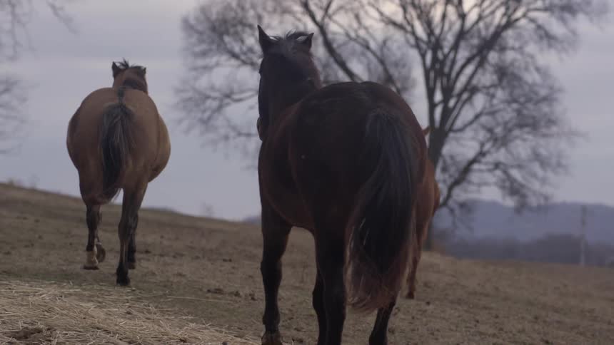 Horses run and trot up a hillside