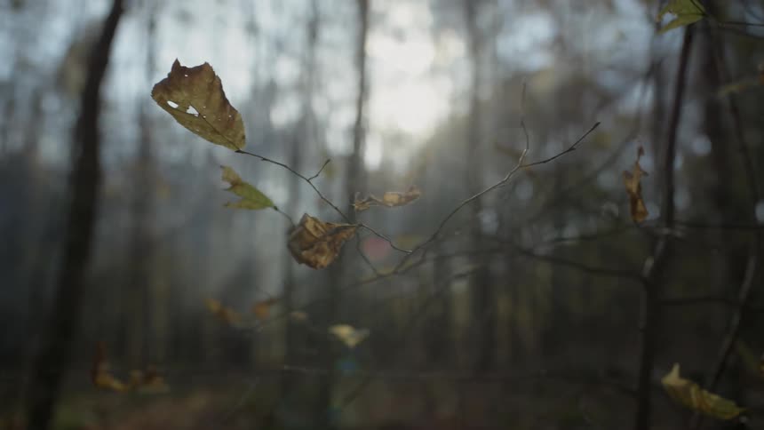 A breeze blowing dying leaves on a small branch
