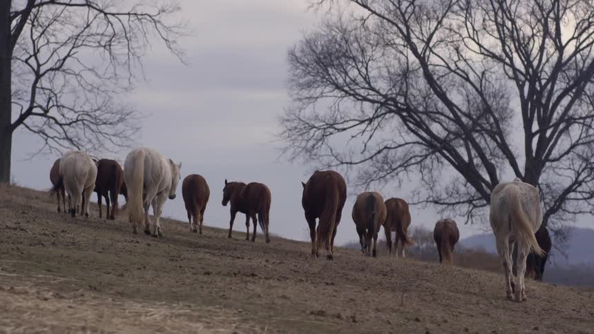 A group of horses move up a hill towards a tree