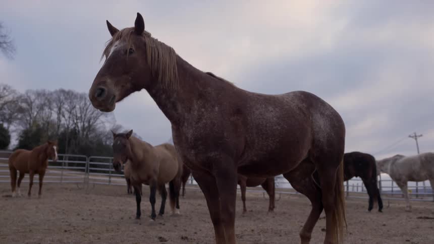 Horses standing in an enclosure