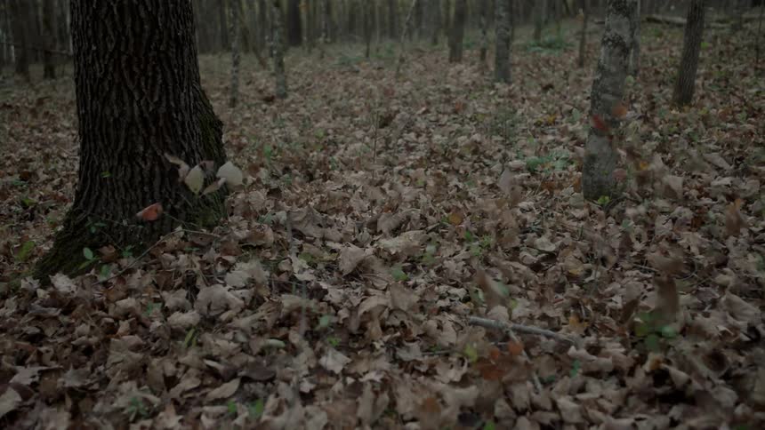 Leaves blow around in a forest