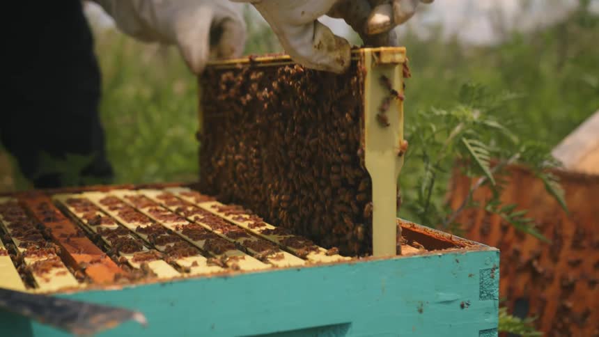 A beekeeper pulls a honeycomb panel out of a beehive as a puff of smoke floats past