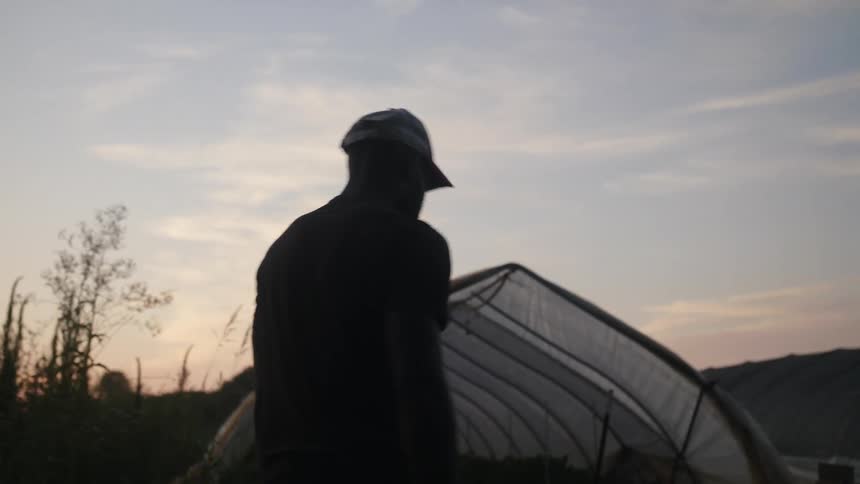 The silhouette of a man walking past vines toward a tent covering staked plants