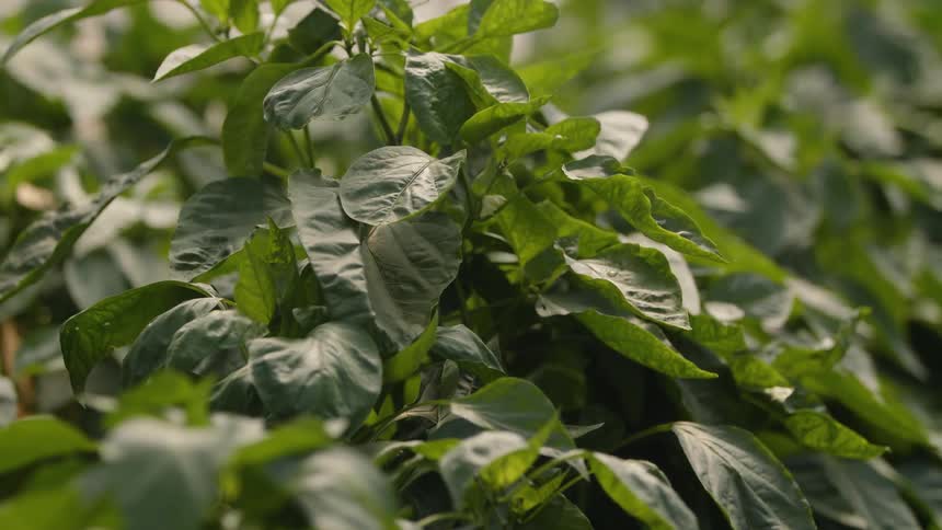 Close up of the green leafs growing on a plant outdoors