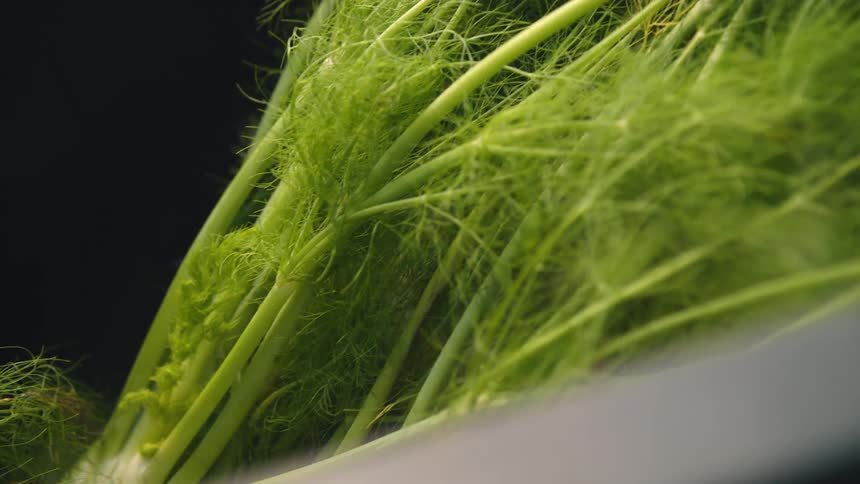 Bunch of fresh fennels recently harvested piled up inside a bin