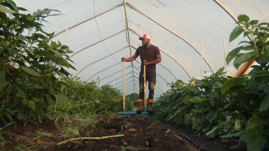 Farmer loosening the soil between rows of crops using a large fork on a greenhouse