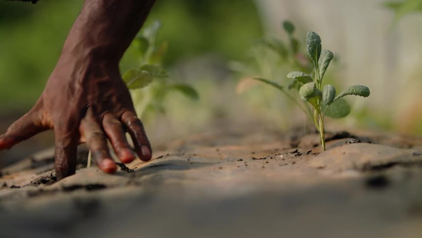 Two people plant plants into soil accessible through holes in weed barrier tarp