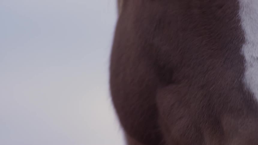 A horse turning its head and blinking