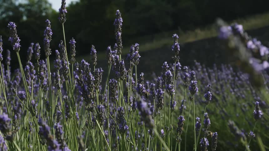 Bees flying around and landing on lavender and wildflowers in a field