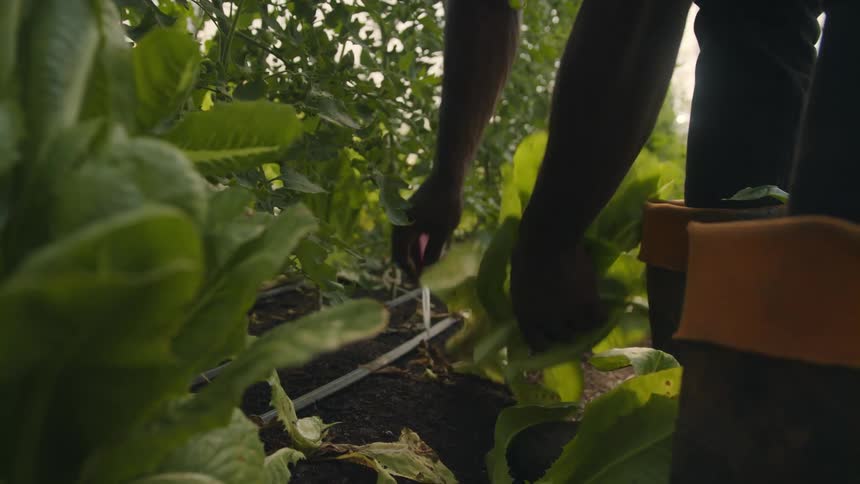 A farmer cuts lettuce leaves from a row of crops