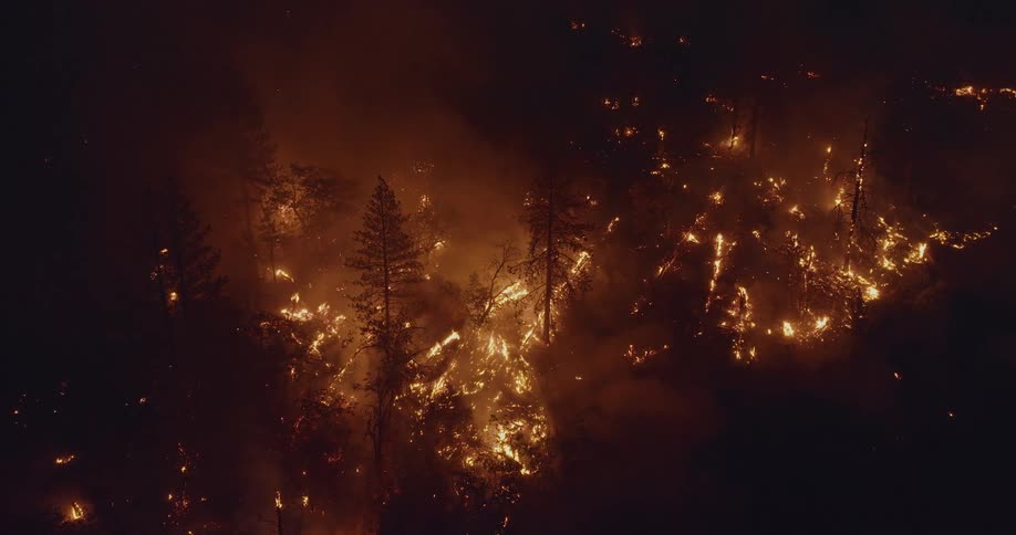 A huge fire burns down several pine trees as smoke rises into the sky