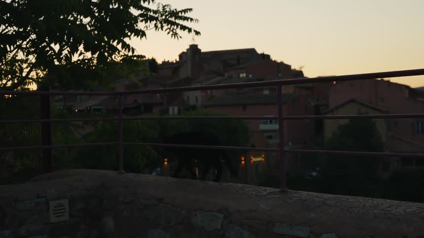 A cat walks along a ledge outside a neighborhood