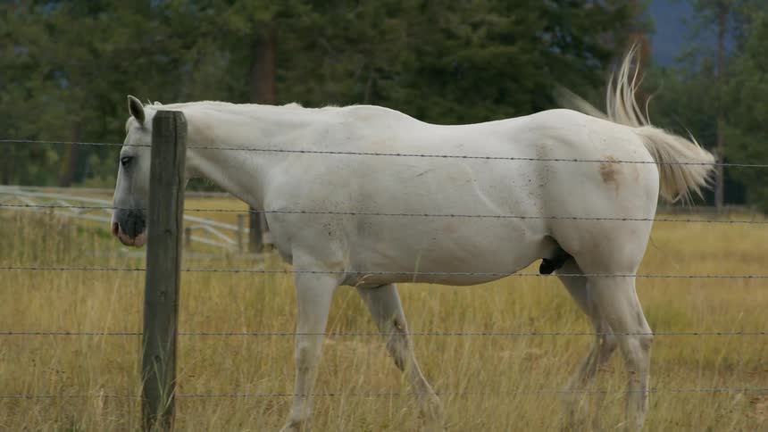 White stallion walking over the yellow grass behind a barbed wire fence on a ranch