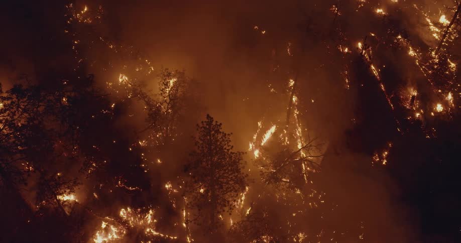 An aerial view of burning pine trees during a forest fire