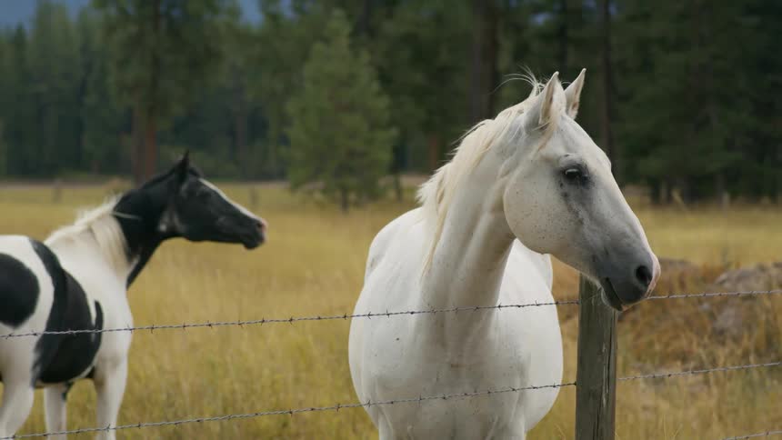 Two horses stand near the barbed fence with conifer woods in the background