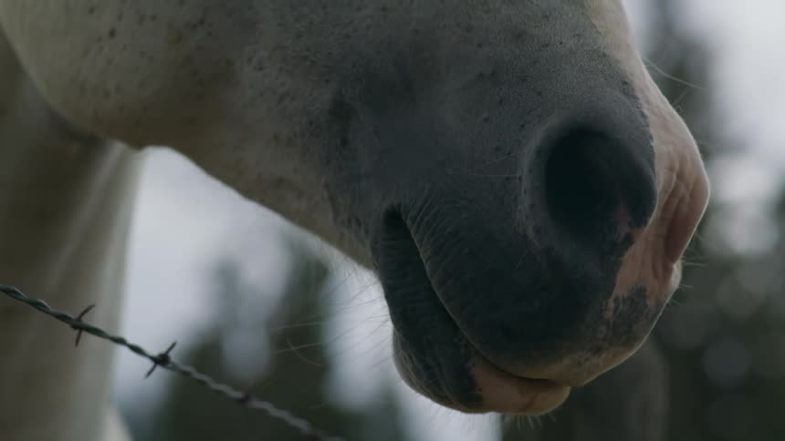A horse standing next to a barbed wire fence