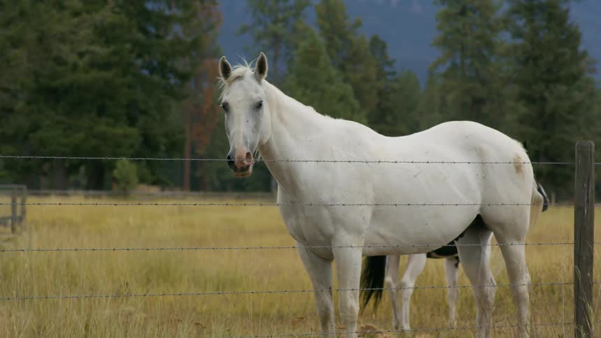 A horse and a pony stand behind a wire fence in a field