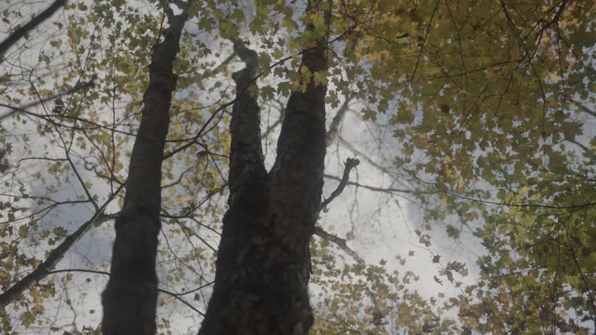 A tall tree has many long branches