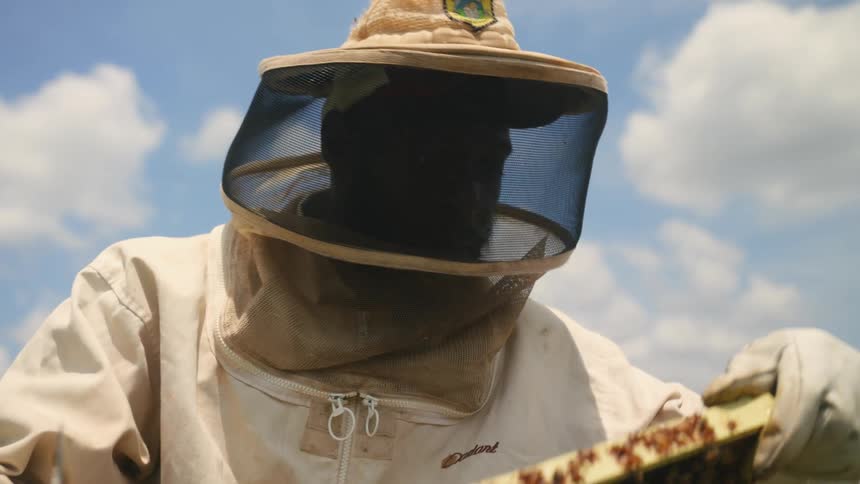 Beekeeper wearing a protective suit inspecting a hive full of bees on a farm