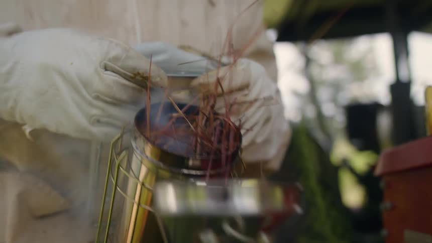 Beekeeper wearing protective suit starts a smoker to work on bee hives at morning