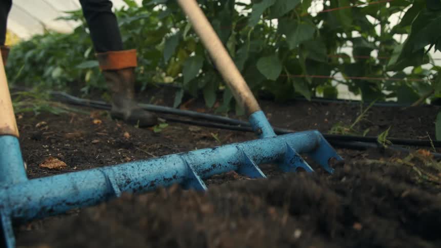 Farmer uses a broad fork to loose the soil on a farm