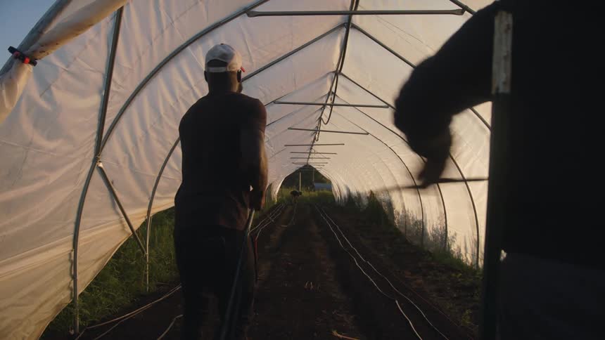 Two men in a greenhouse pull hoses in