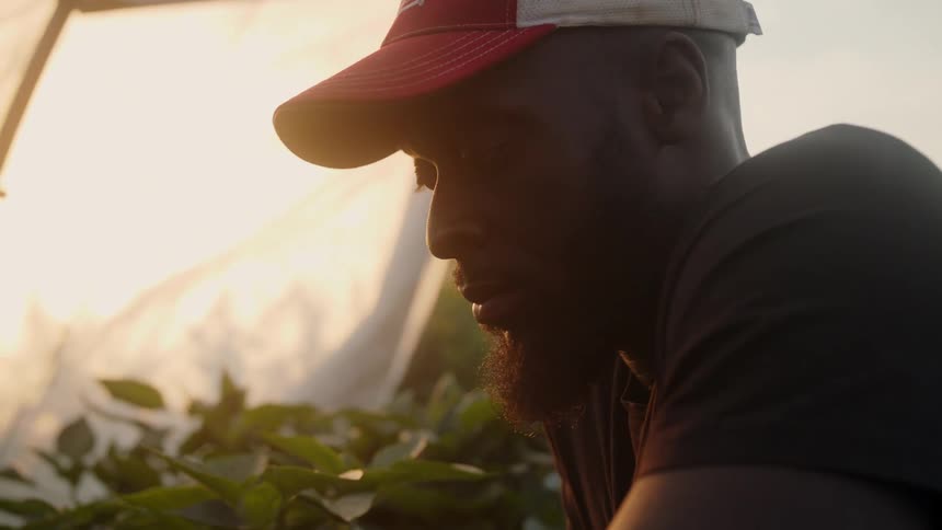 A kneeling man examines the plants growing in a grow tent during the day