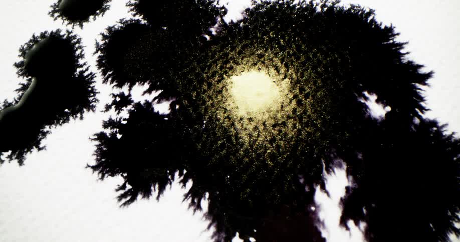 A black liquid substance spreads across the white as a glittery gold substance bursts over the black