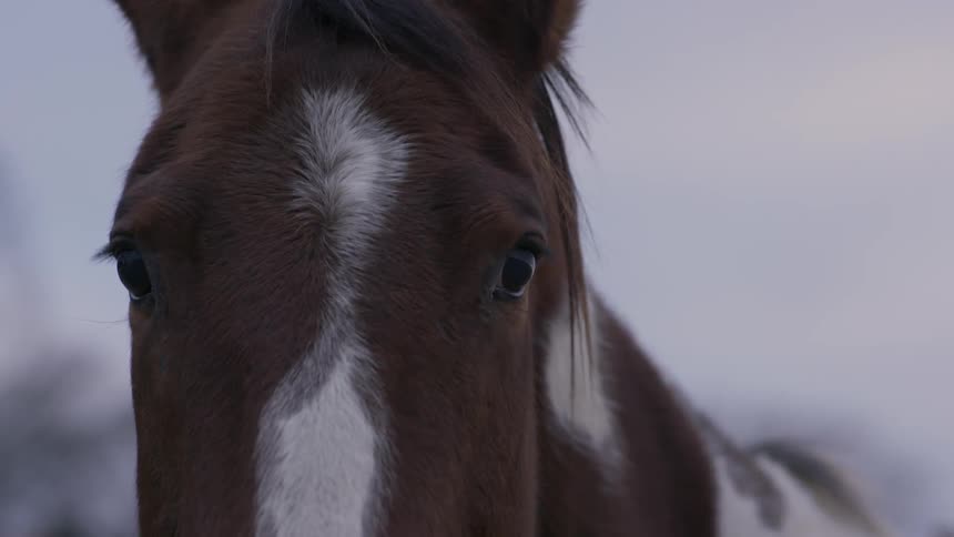 A brown and white horse stands outside on a cloudy day