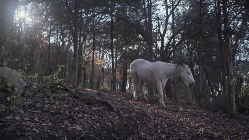 A horse stands eating among the trees