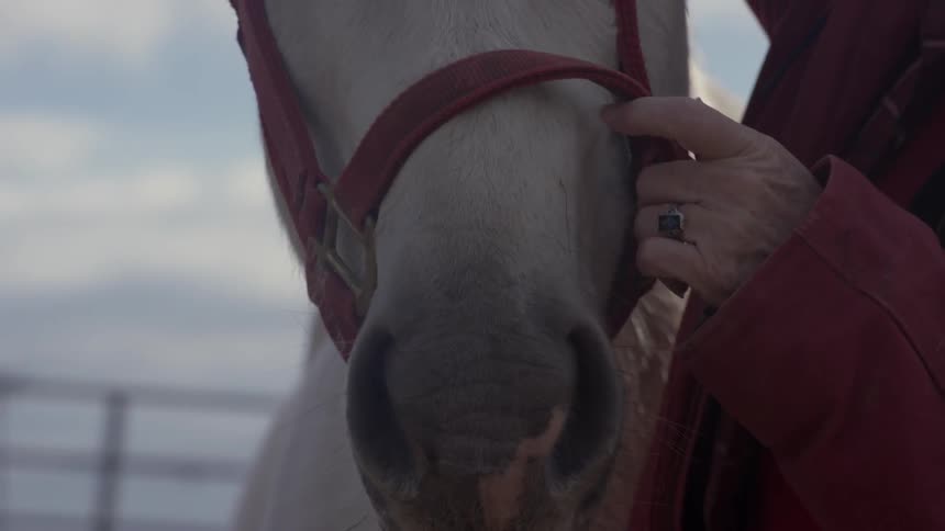 A leash is put on a horses head