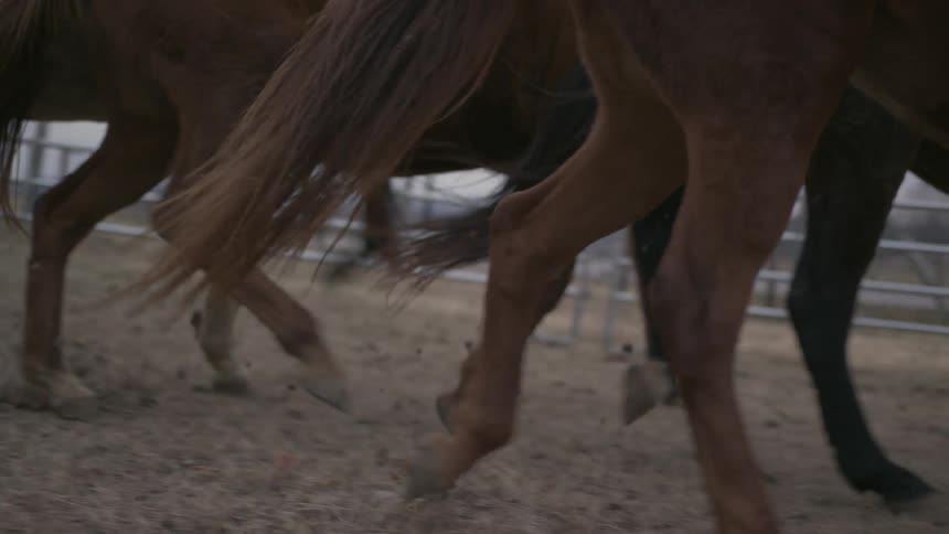 Horses trotting around in a corral