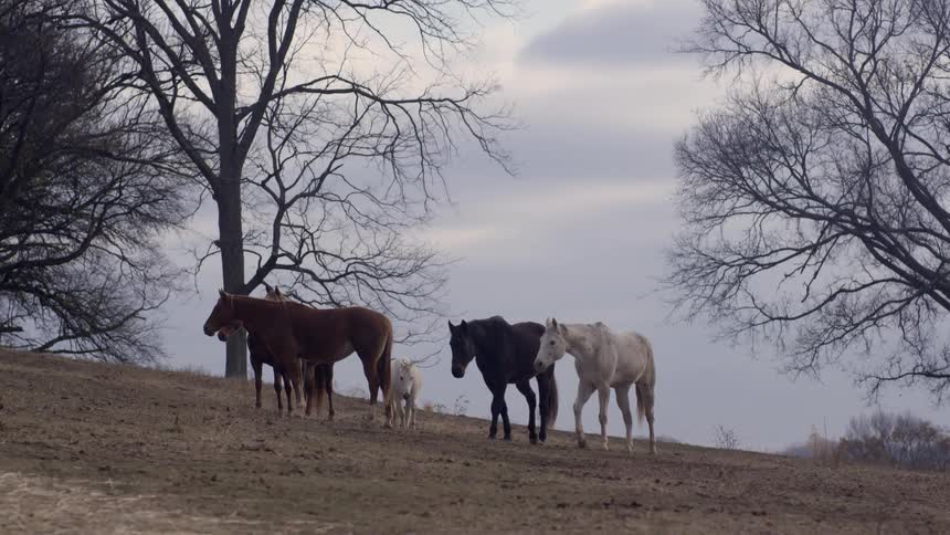 Horses in a pasture on a winter day