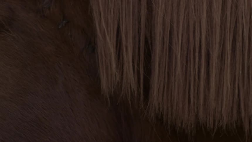 Horse's hair swaying in a light breeze