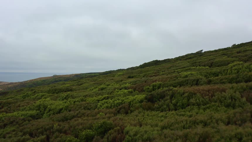 Native plants and trees grow on a hillside along the coast under a cloudy sky