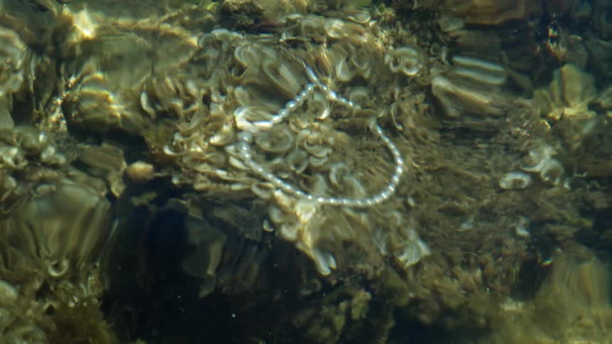 Submerged necklace resting over a rock under water at daytime