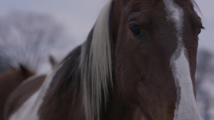 A brown and white horse turns