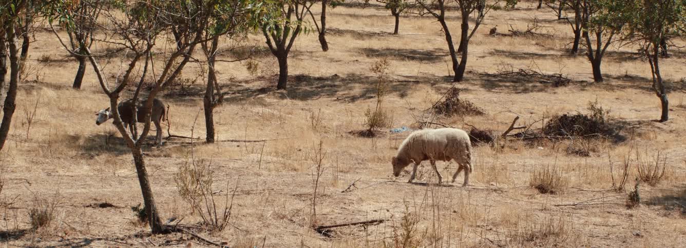 Sheeps grazing on the yellow dry grass of a field at daytime