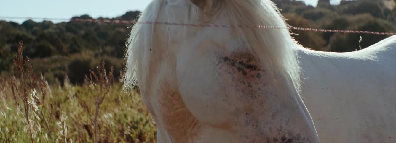 A horse is standing in a field during spring