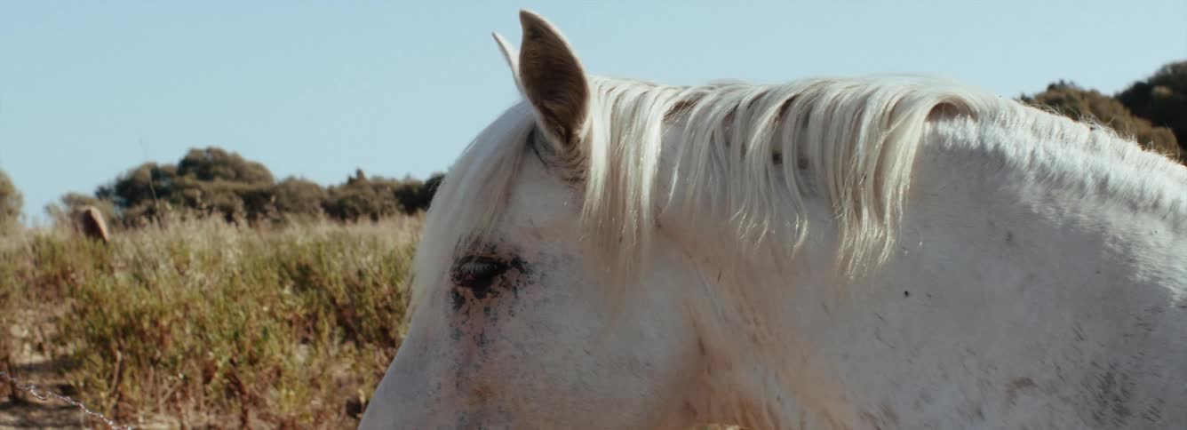 A white horse is standing in a field as the plants move in the breeze