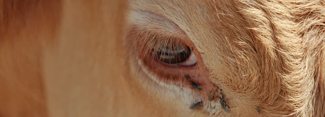 Close up view of a cow is displayed, flies in the eyes