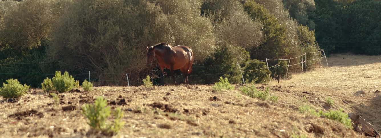 Horse is outdoors in the nature area in the middle of the day, in the mediterranean