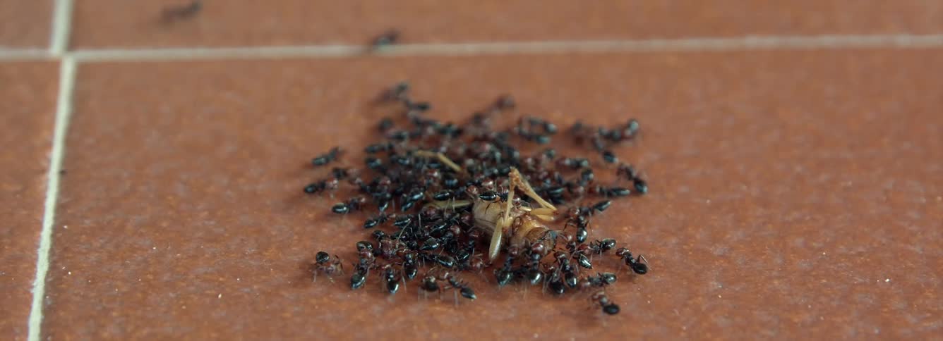 A group of ants swarm a dead grasshopper on a brick walkway