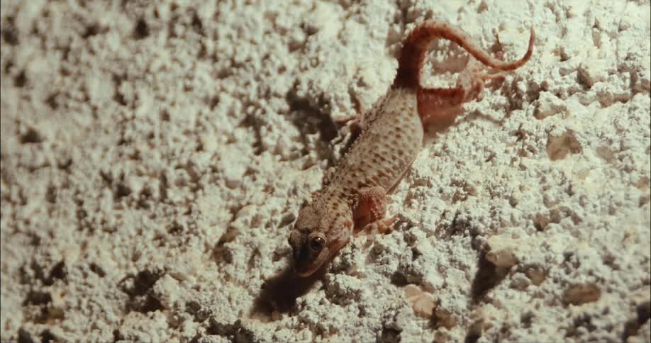 A underwater lizard / gecko moving its tail, ready for attack