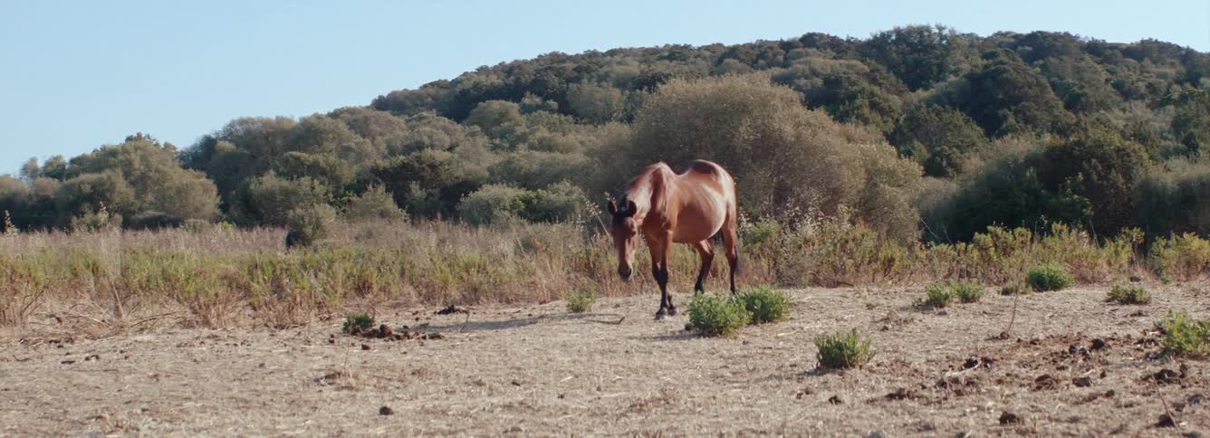 A large brown horse walks and grazes in the field with hill in the background
