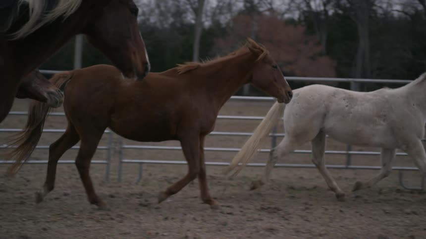 Horses walk along a gates area on a windy day