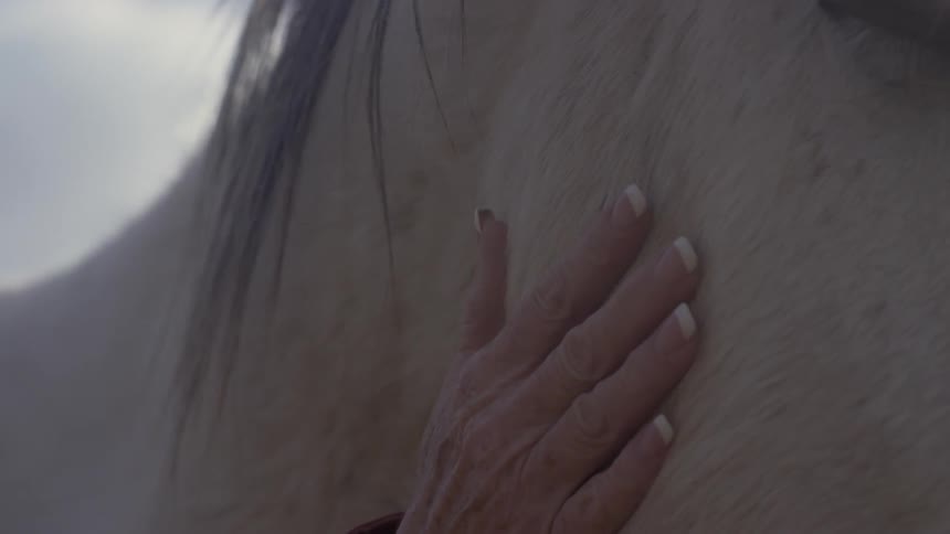 A hand is petting a horse's head